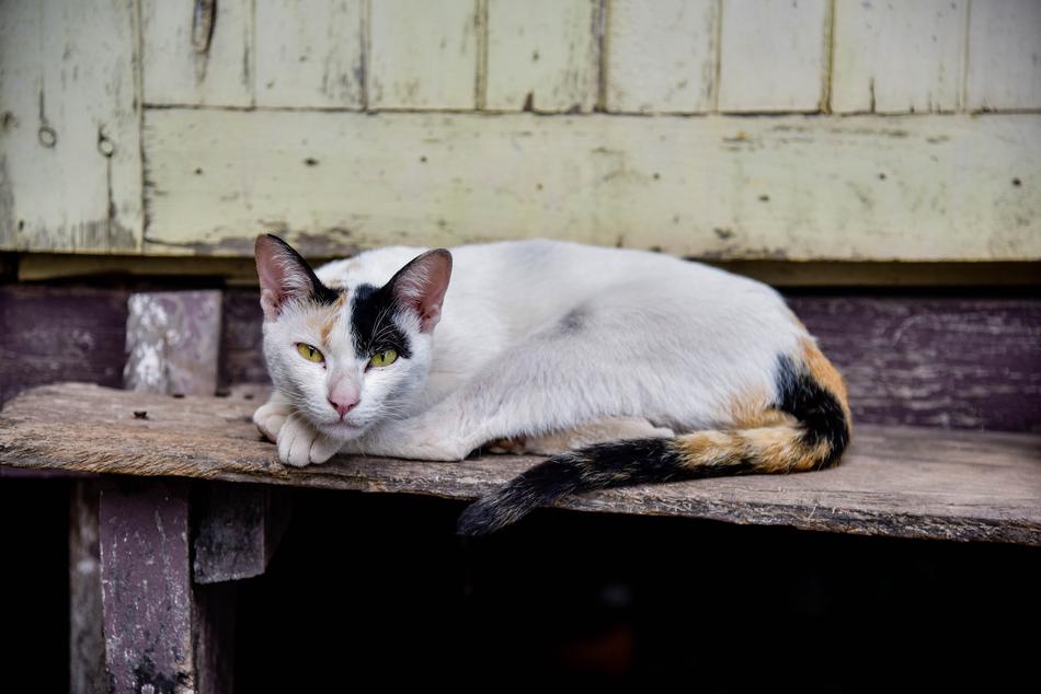 Cat Temple Cute