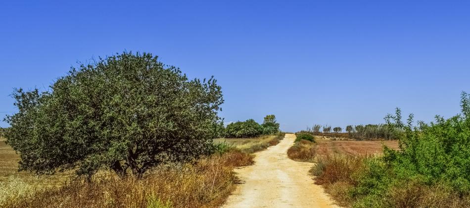 The road leading to the field