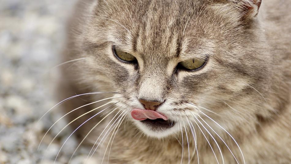 Cat Domestic Animal