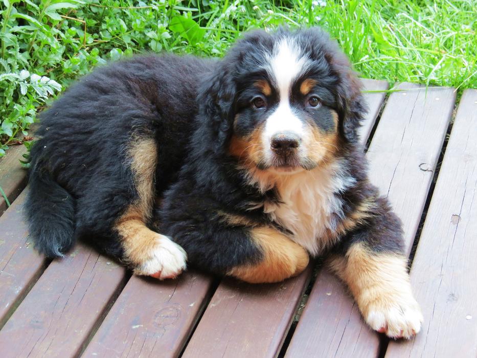 Dog Grass Terrace