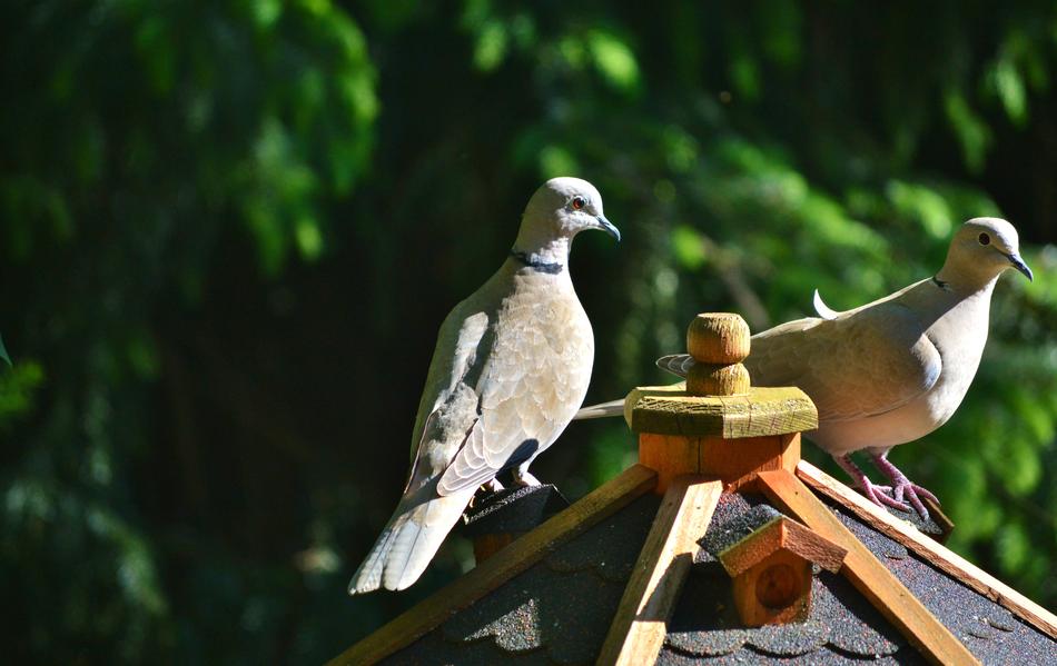 Dove Bird Collared