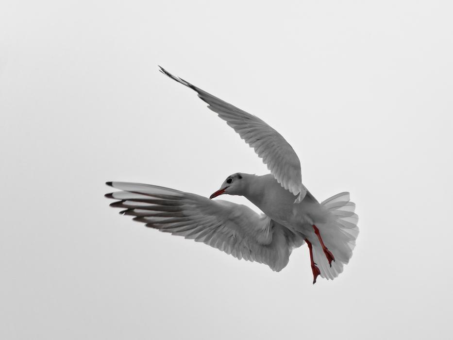 Seagull Montreux Vaud