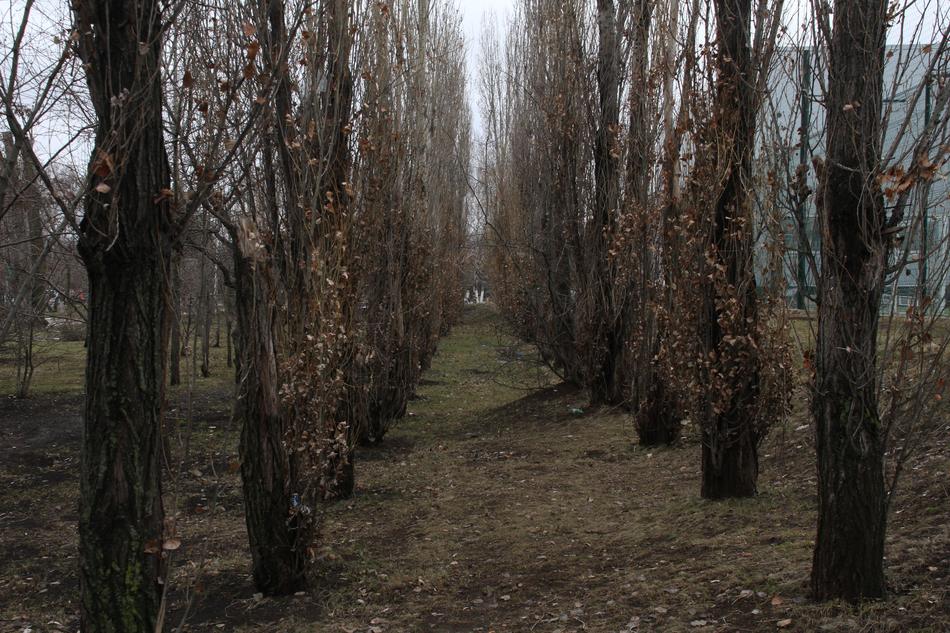 the spring forest is beautiful