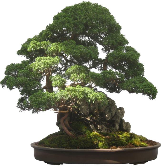 bonsai tree plant potted plant
