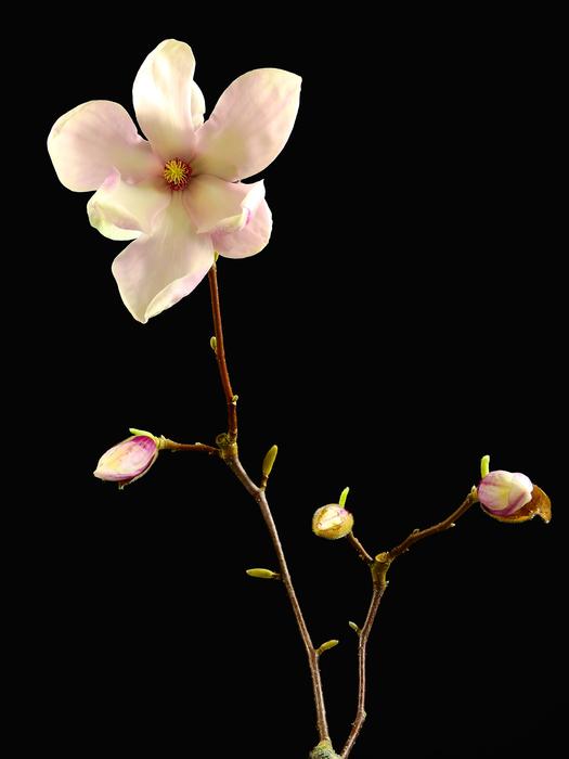 a little flower in the dark