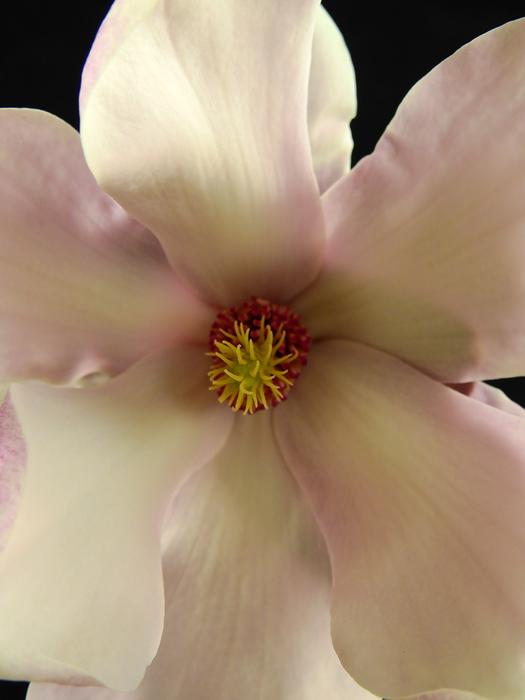close up of a flower