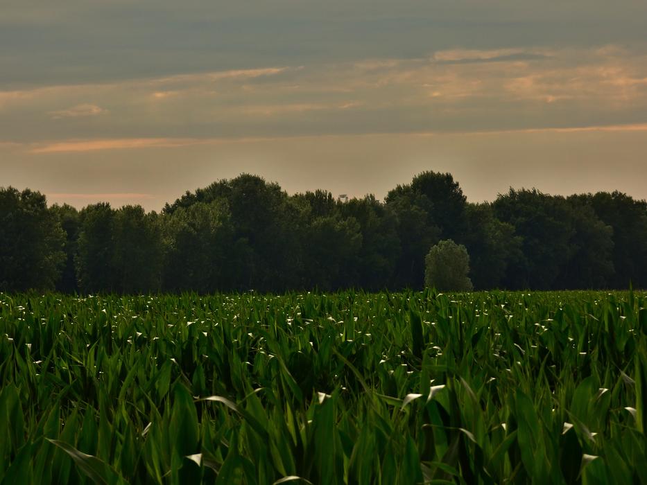 Country Nature green grass with trees landscape