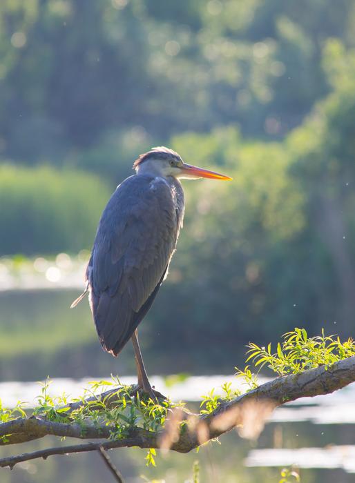 Grey Heron Bird Natural