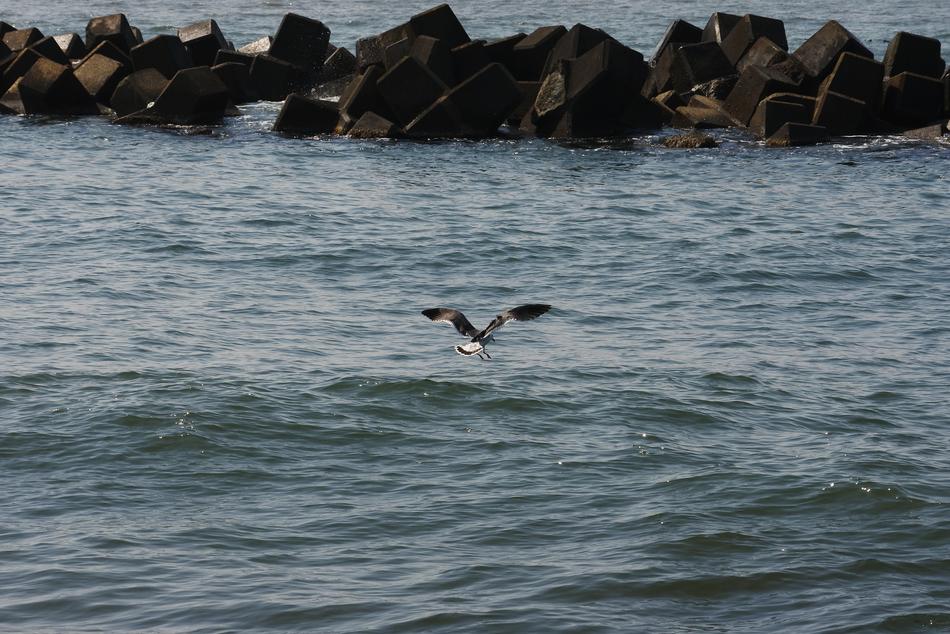 Animal Sea Gull