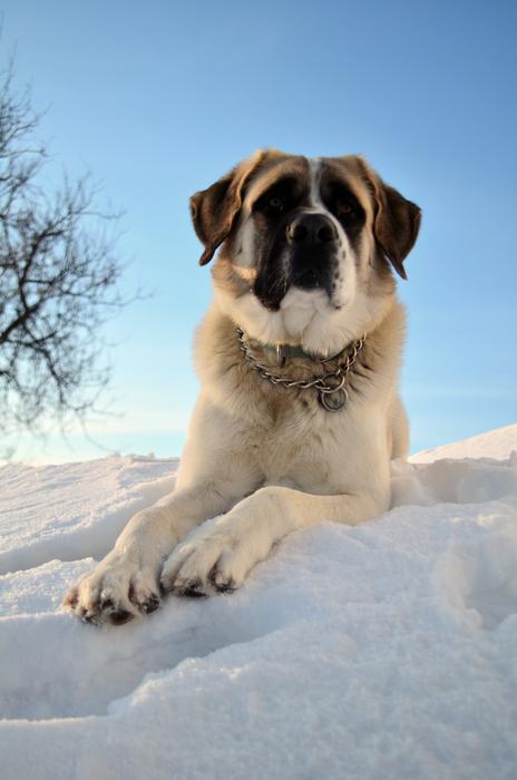 Dog Pet Sky