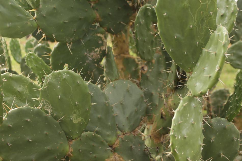 Spiny large cacti