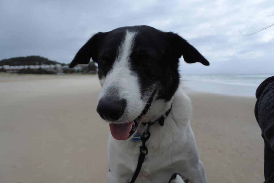 Happy dog on the beach by the sea