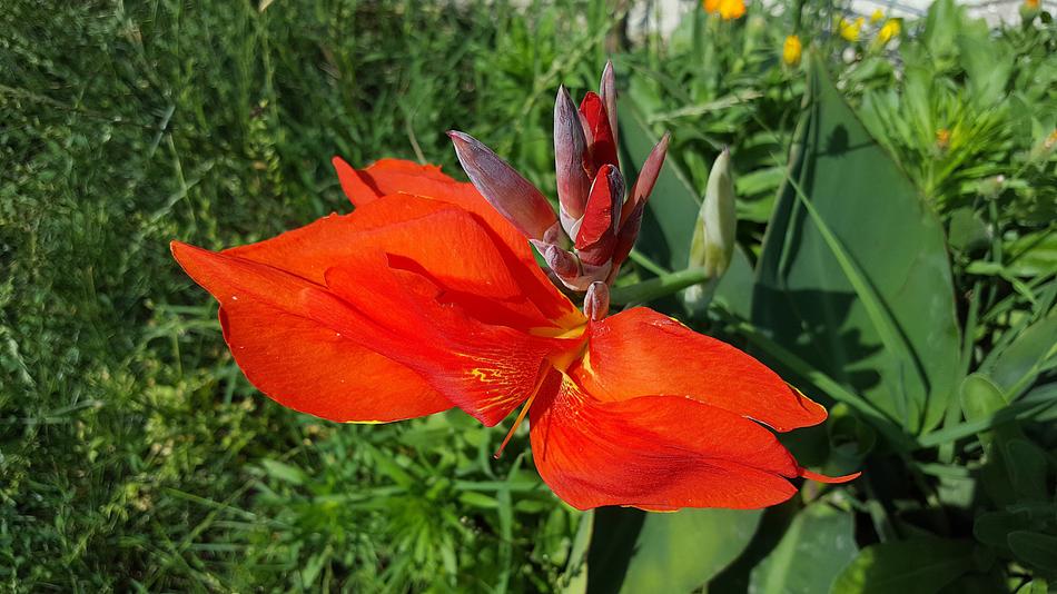 Canna Indica Indian Shot African