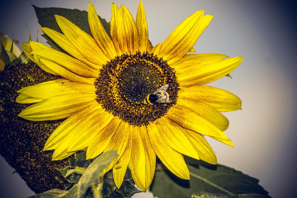 big bumblebee on a sunflower