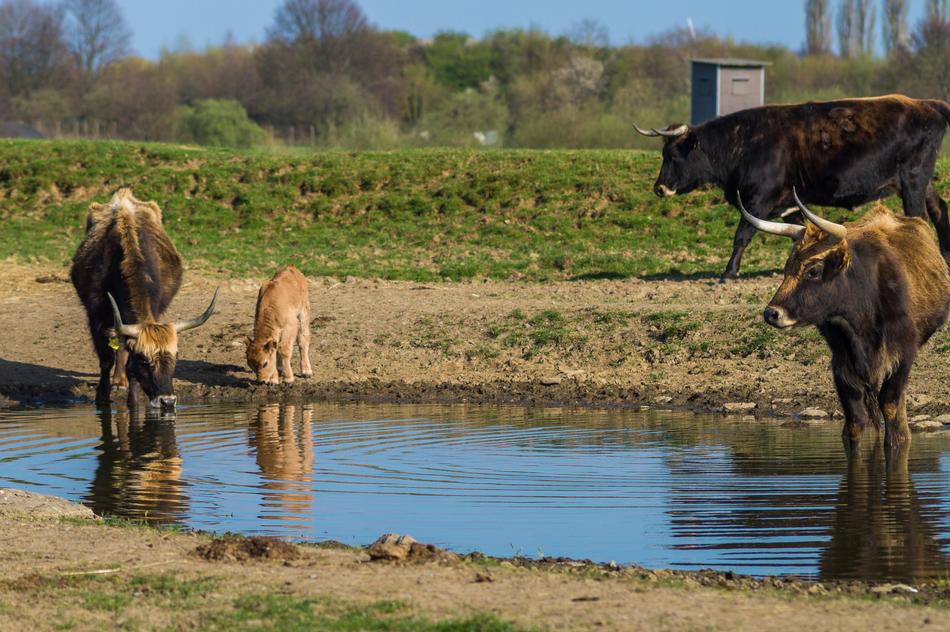 Tail Cattle Heck Urvieh