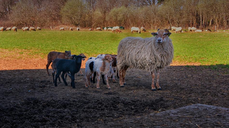 sheep and dogs in the meadow