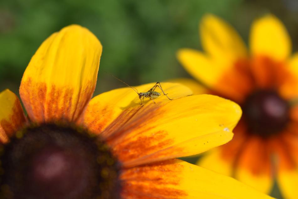 Flower Young Locust Insect