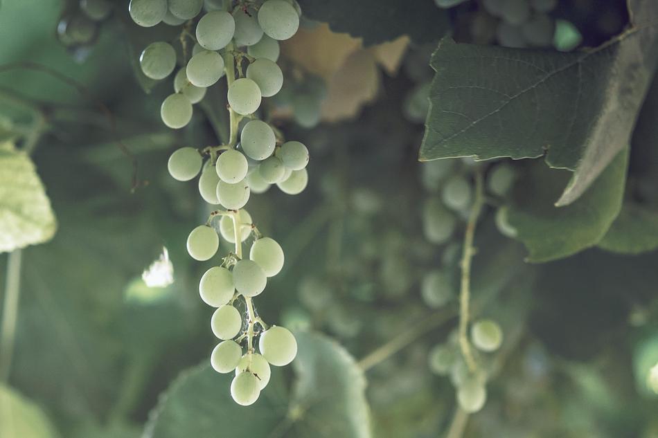 Grapes Vines Wine