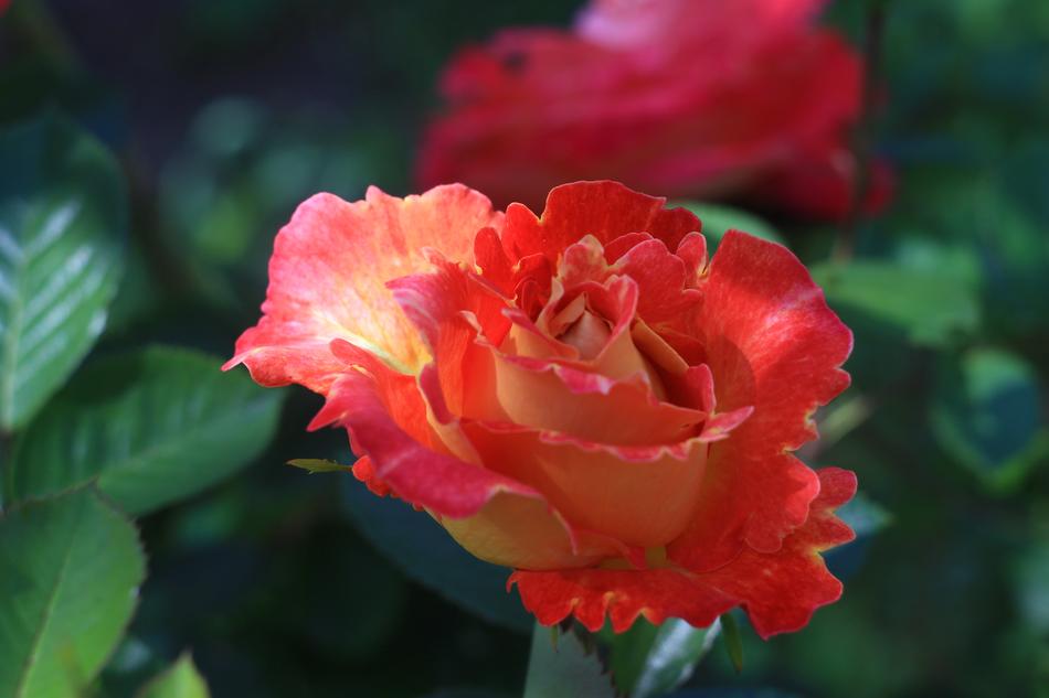 red rose on a bush landscape