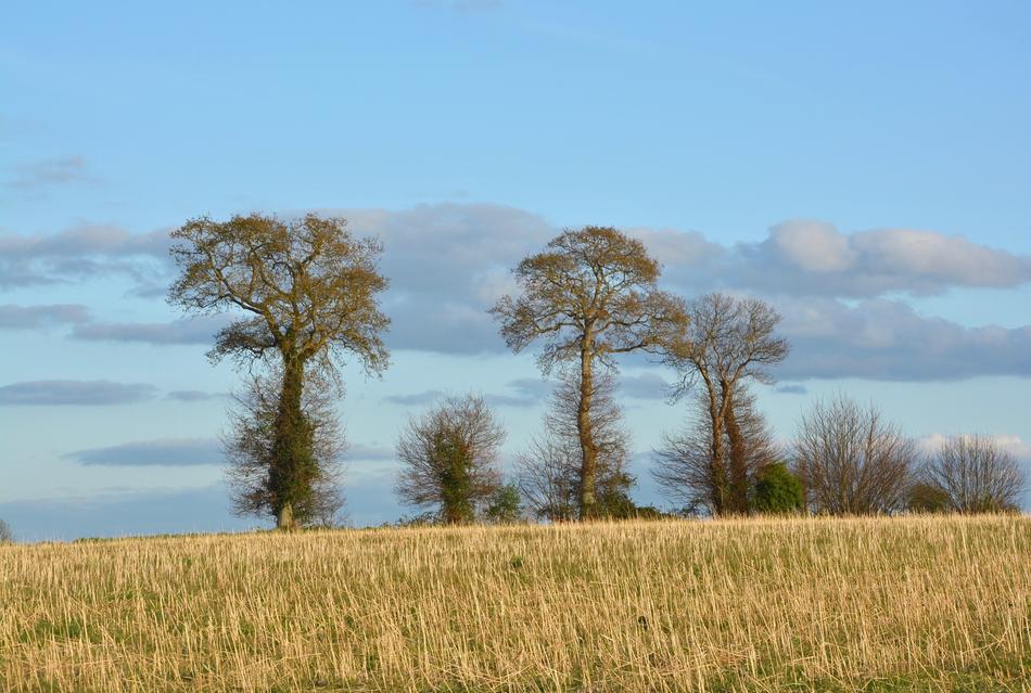 Tree Nature Sky