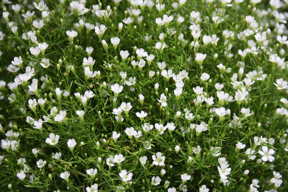 Gypsophila Flowers Flower