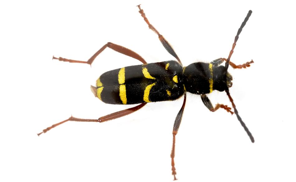 Wasp Beetle Clytus Arietis