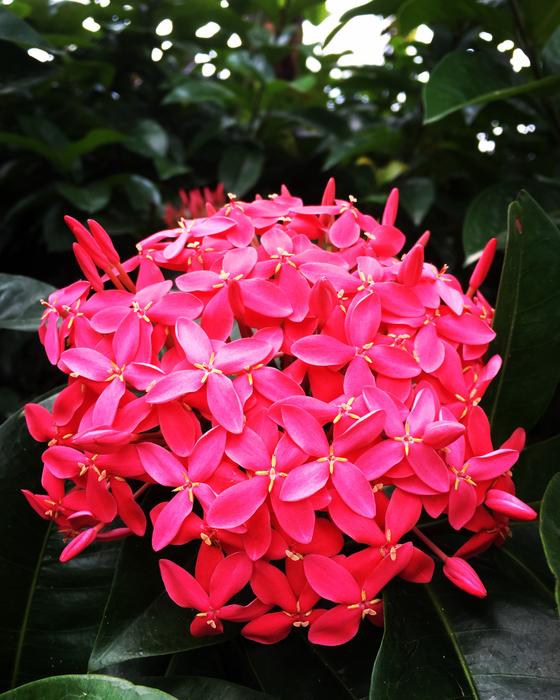 Pink Large flowers