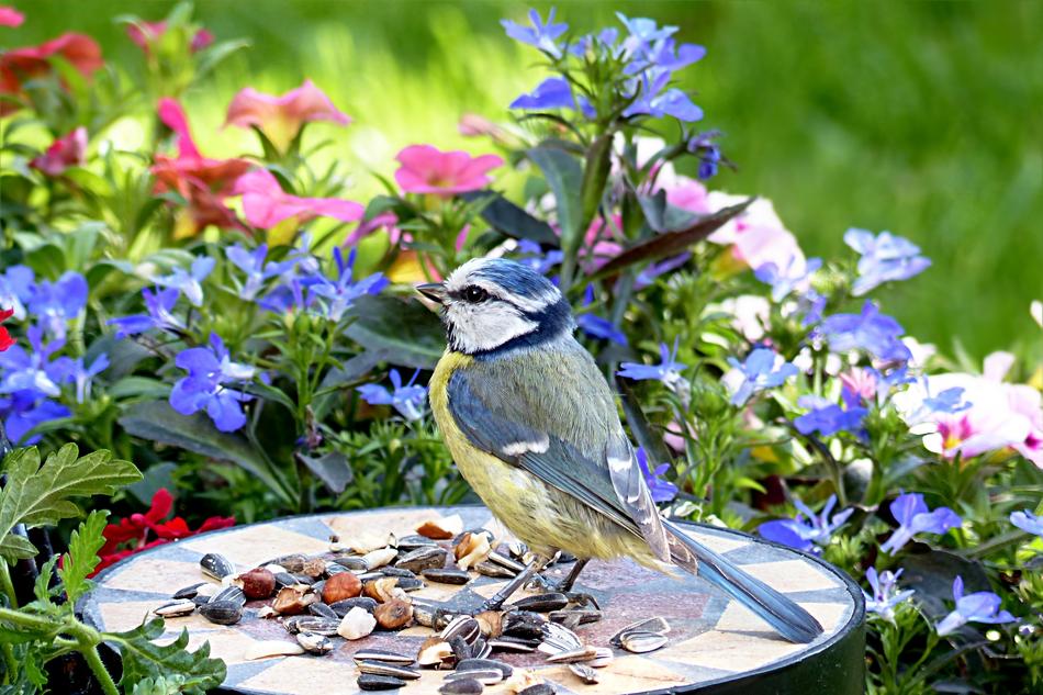 Bird Tit Blue