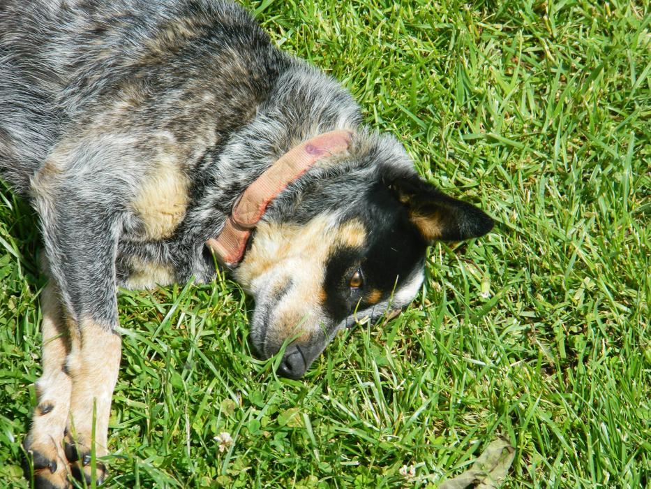 Dog Friendly Grass