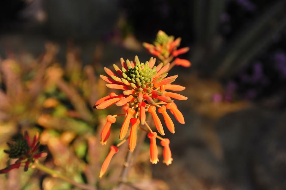 orange flower in a field