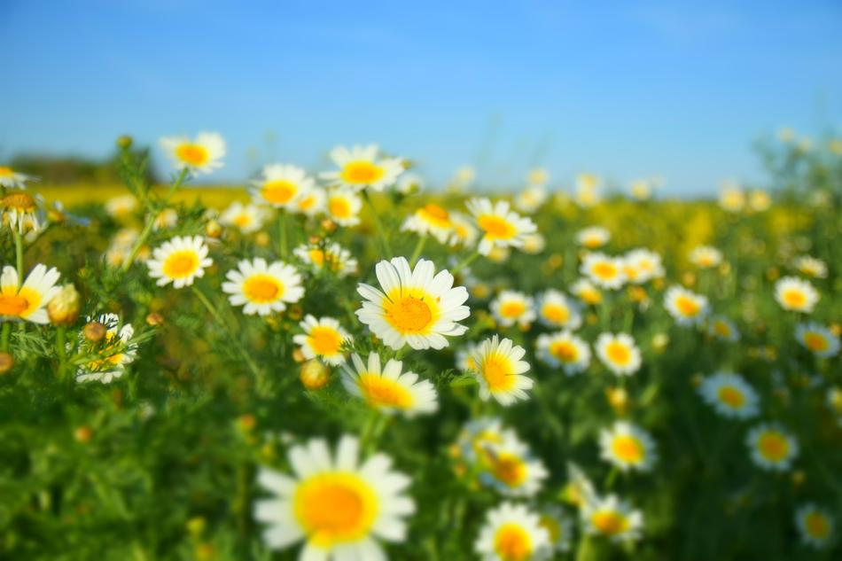 spring chamomile meadow green