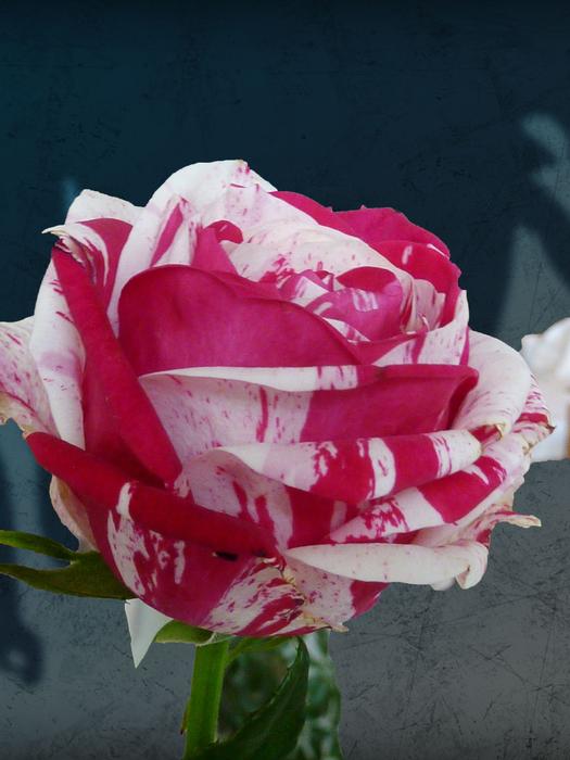 blooming red white rose