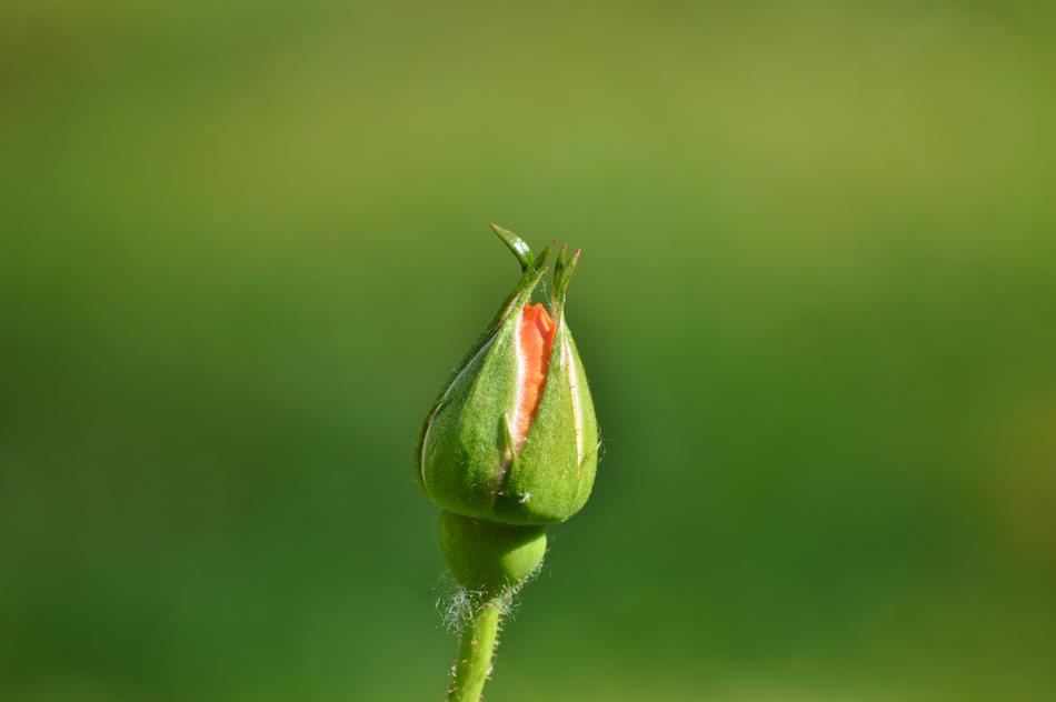shrub Rosebud