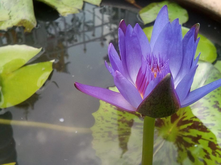 Lotus Purple flower in the water