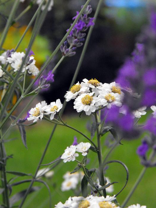 small flowers daisies white beautiful wild