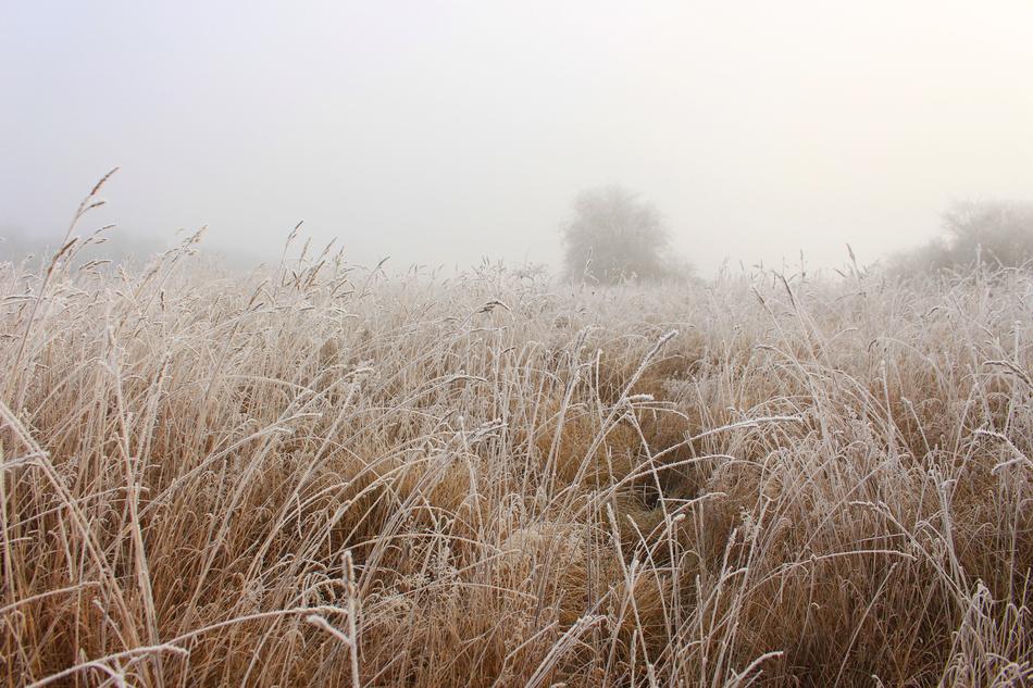 field in the fog in the evening