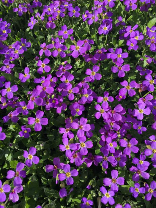 Purple Flower Violet