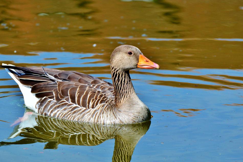 Wild Goose Bird Water