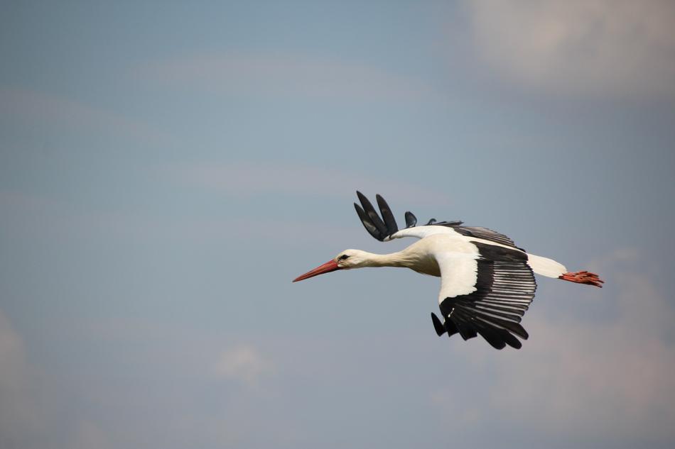 Stork Bird White