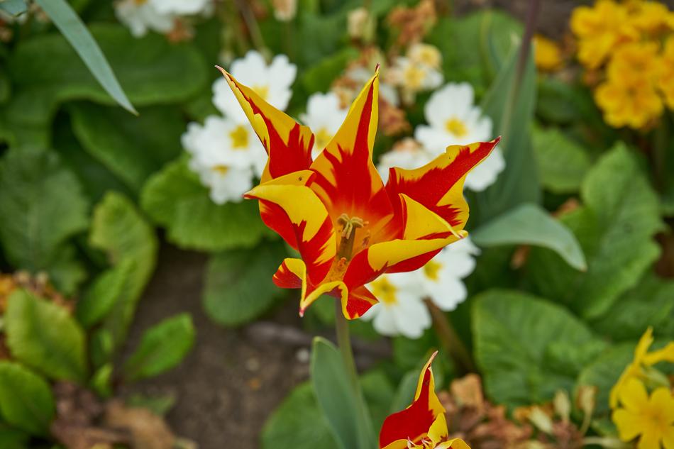 orange flower with greenery