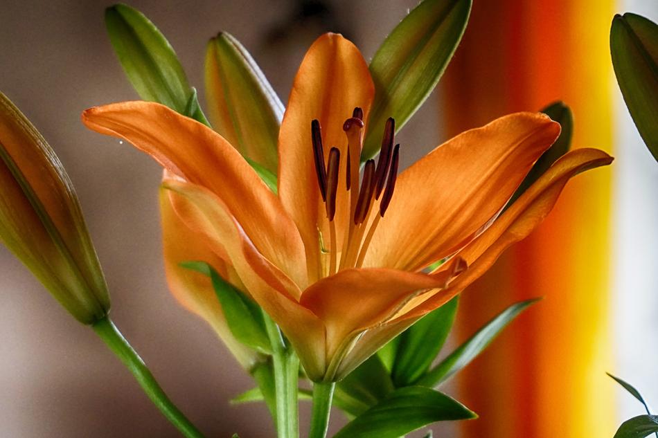 view of Orange Blossoms