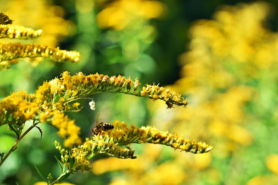 summer plants are yellow in the forest