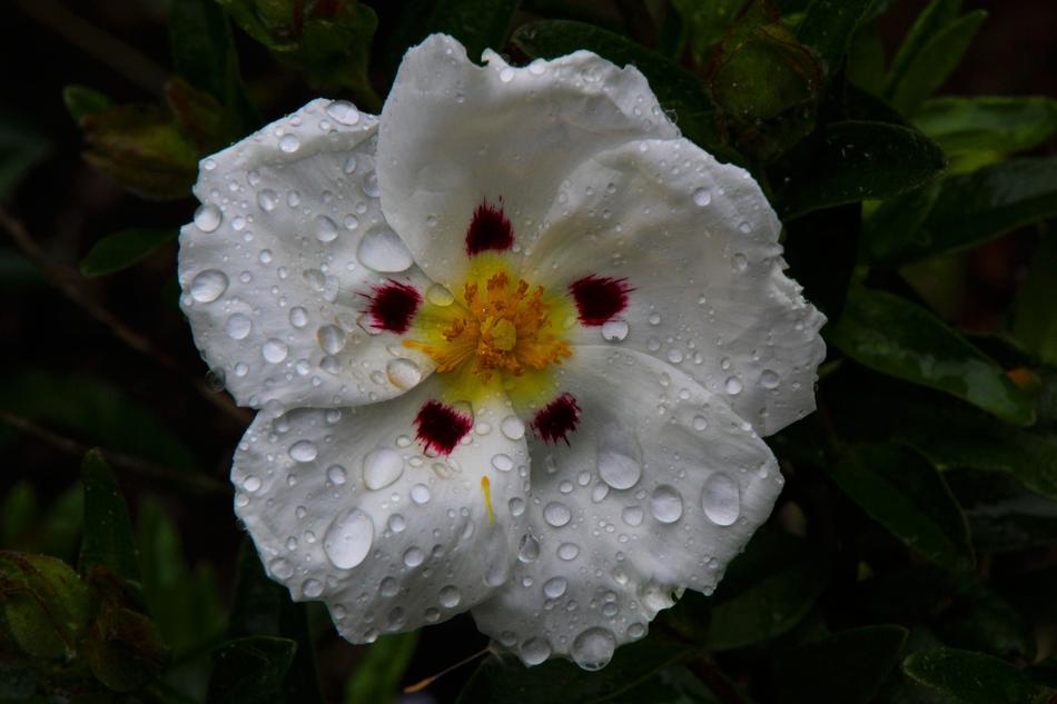 White Cistus Flower