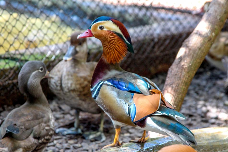 Duck Mallards Bird