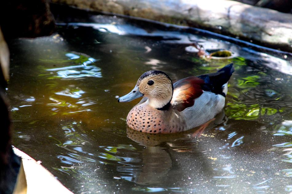 Duck Mallards Bird