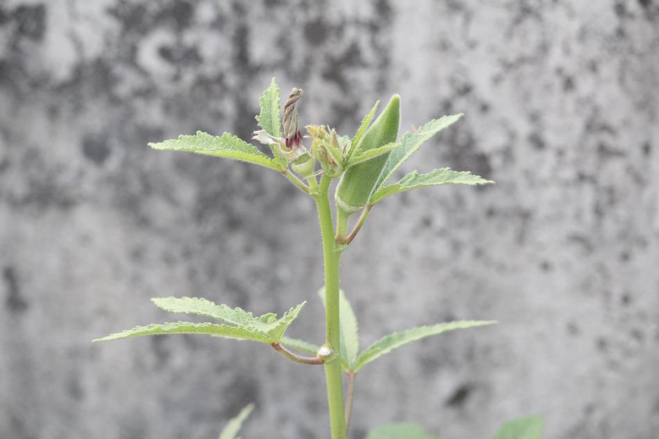 sprout against the wall