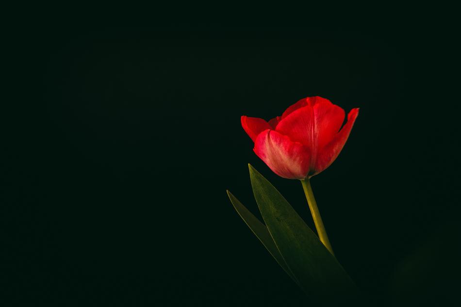 Tulip Flower Spring