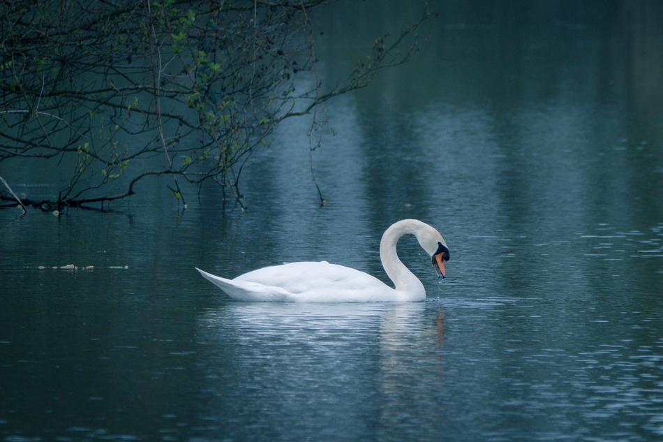 swan swims on the pond at night