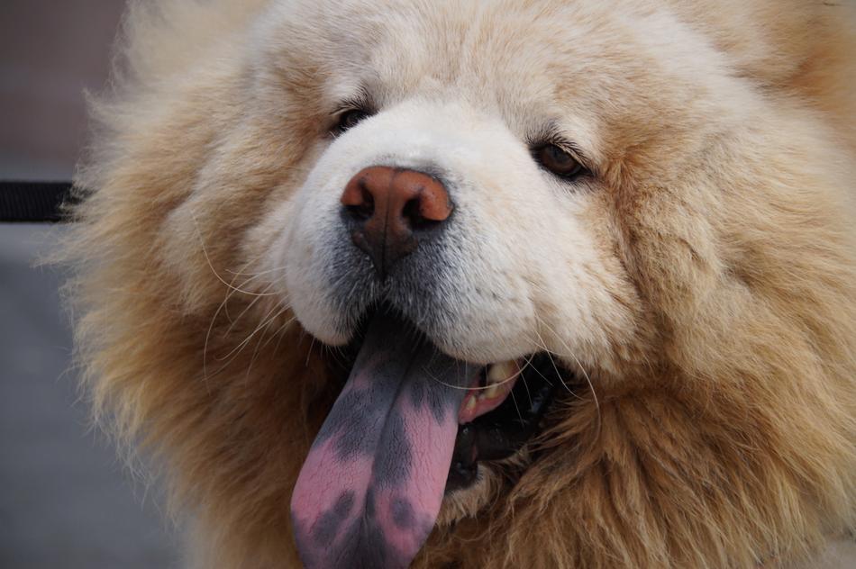 Dog Blue Tongue