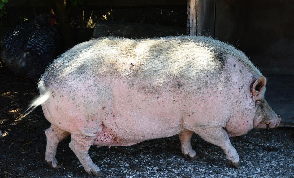Pot Bellied Pig Pet Massive